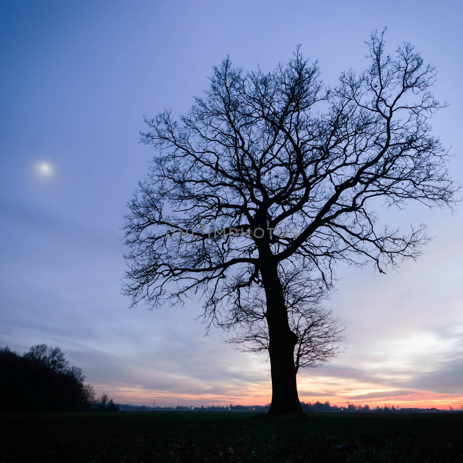 old big tree on color background with blue sky