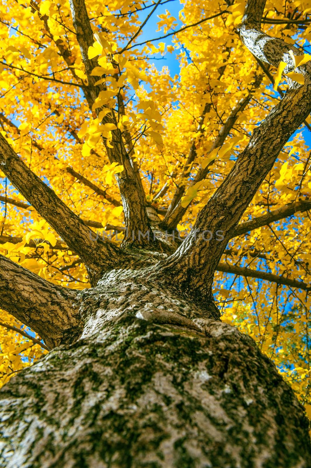 Yellow ginkgo tree in Nami Island, Korea by gutarphotoghaphy