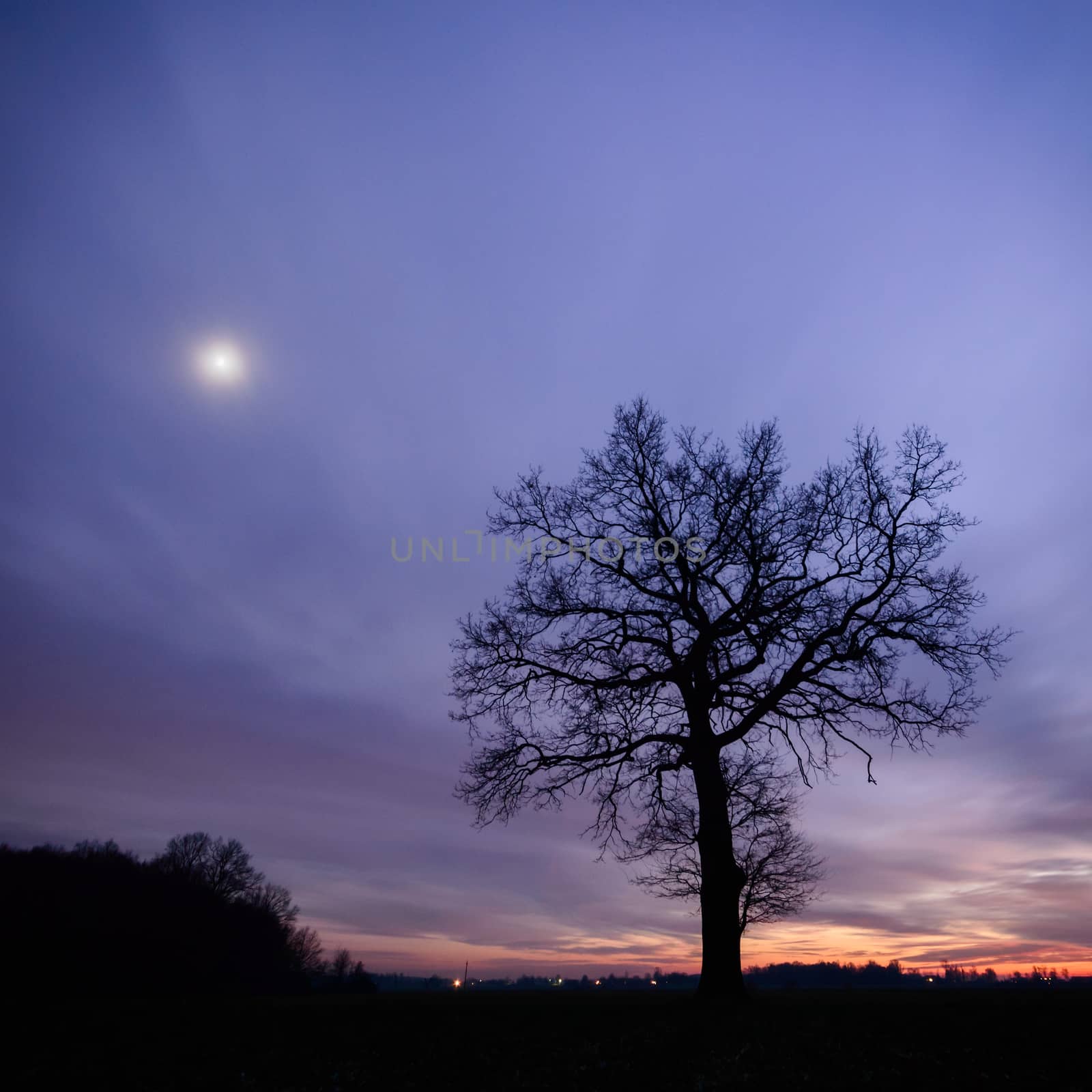 old big tree on color background with blue sky