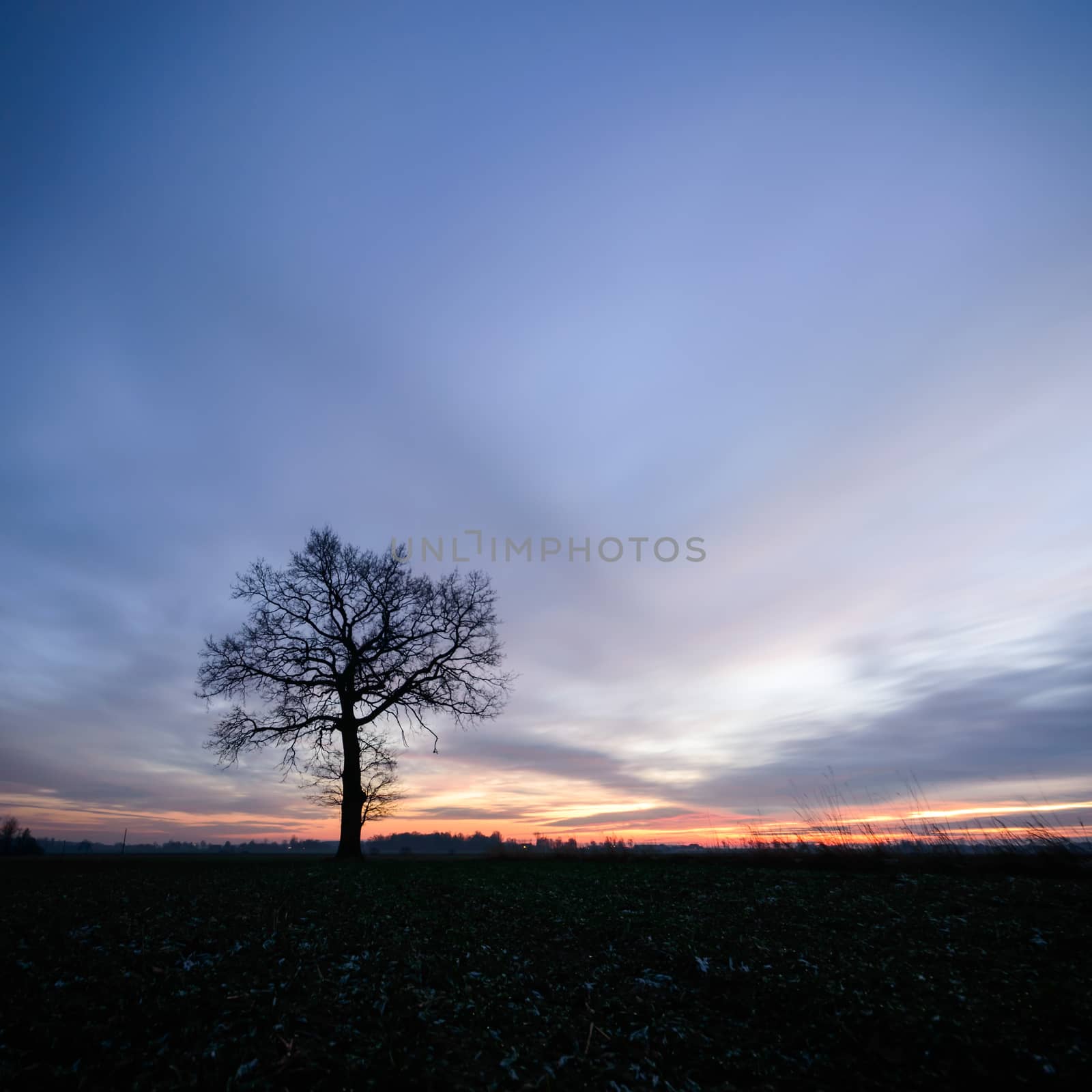 old big tree on color background with blue sky