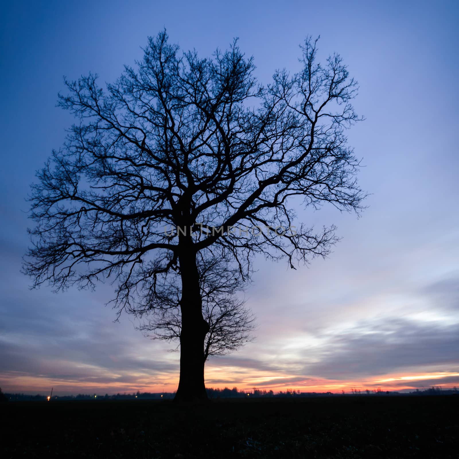 tree by TSpider