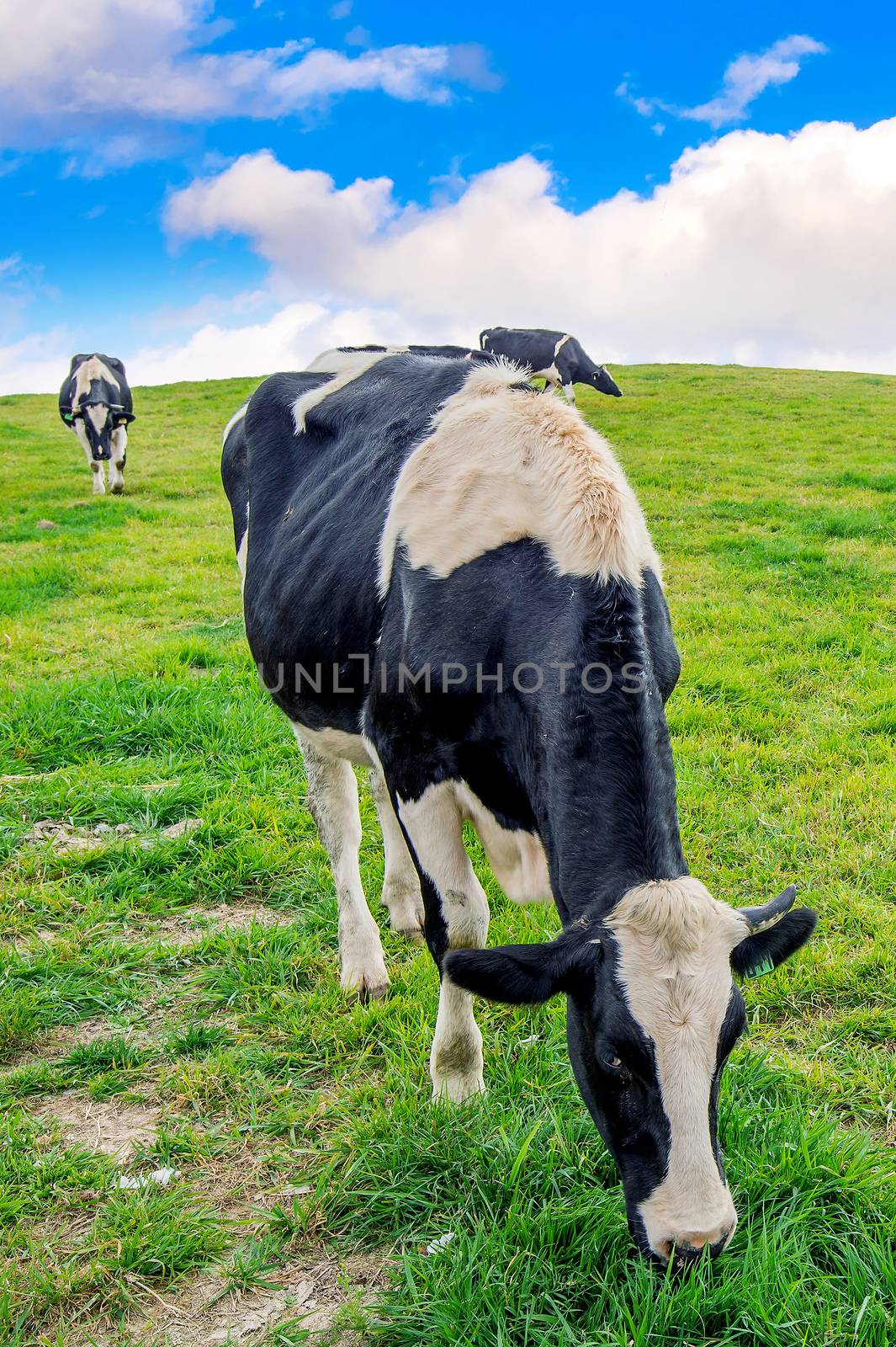 Cows on a green field. by gutarphotoghaphy