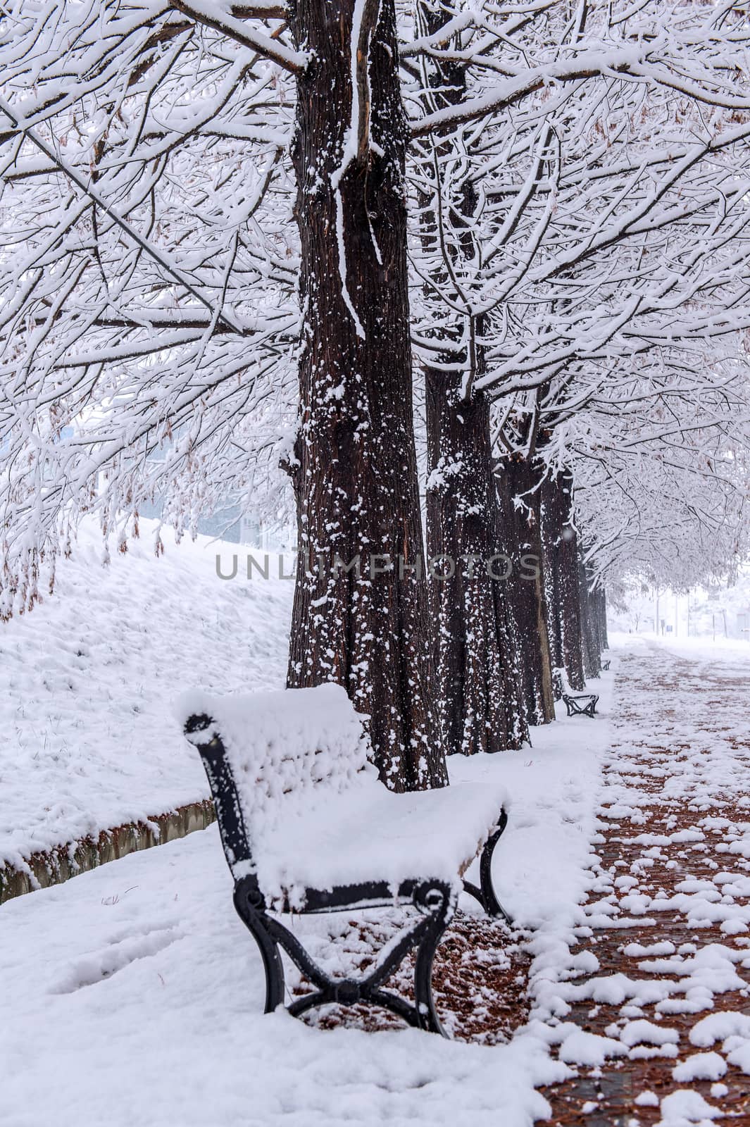 View of bench and trees with falling snow.