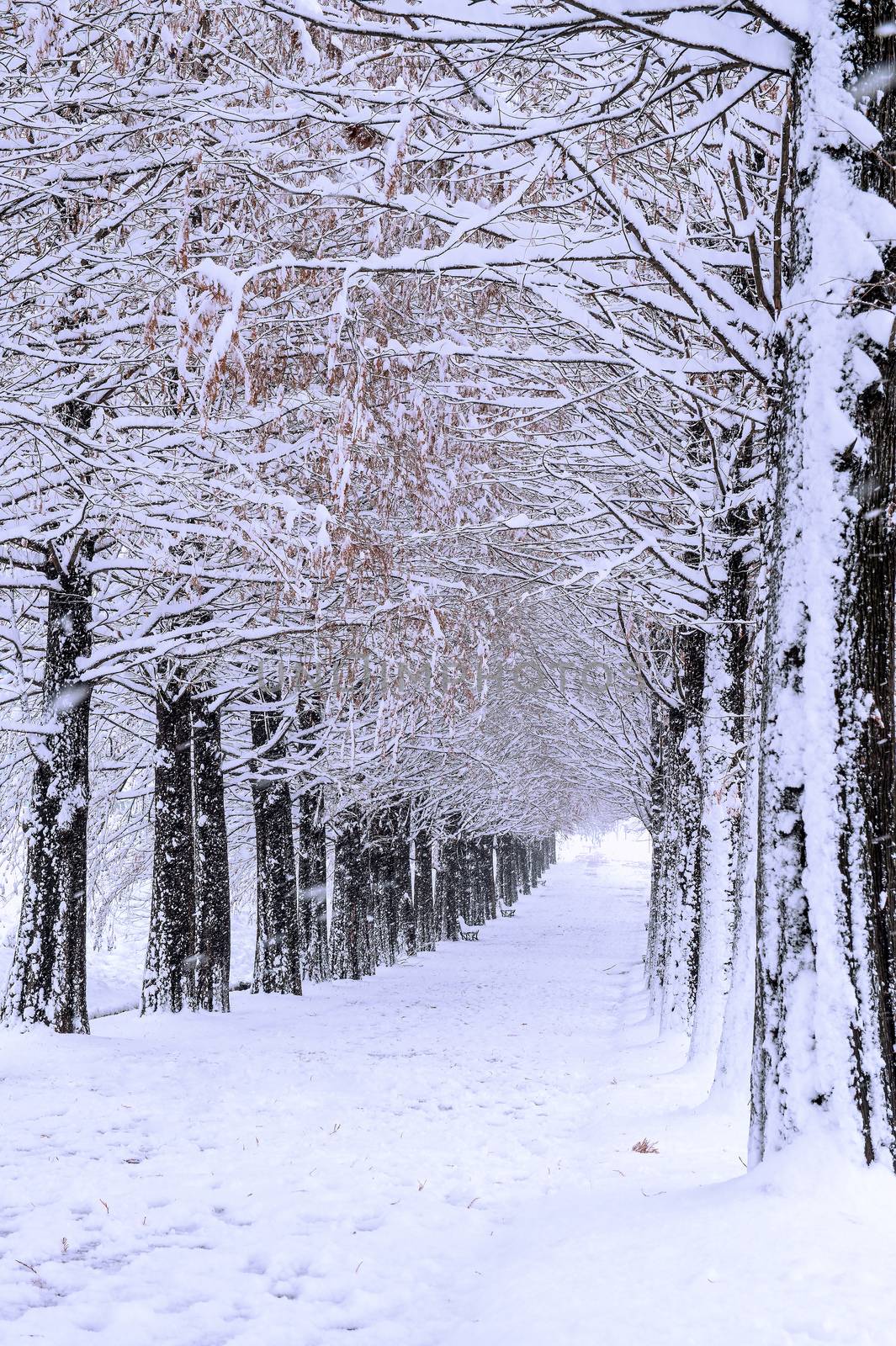 Row of trees in Winter with falling snow.