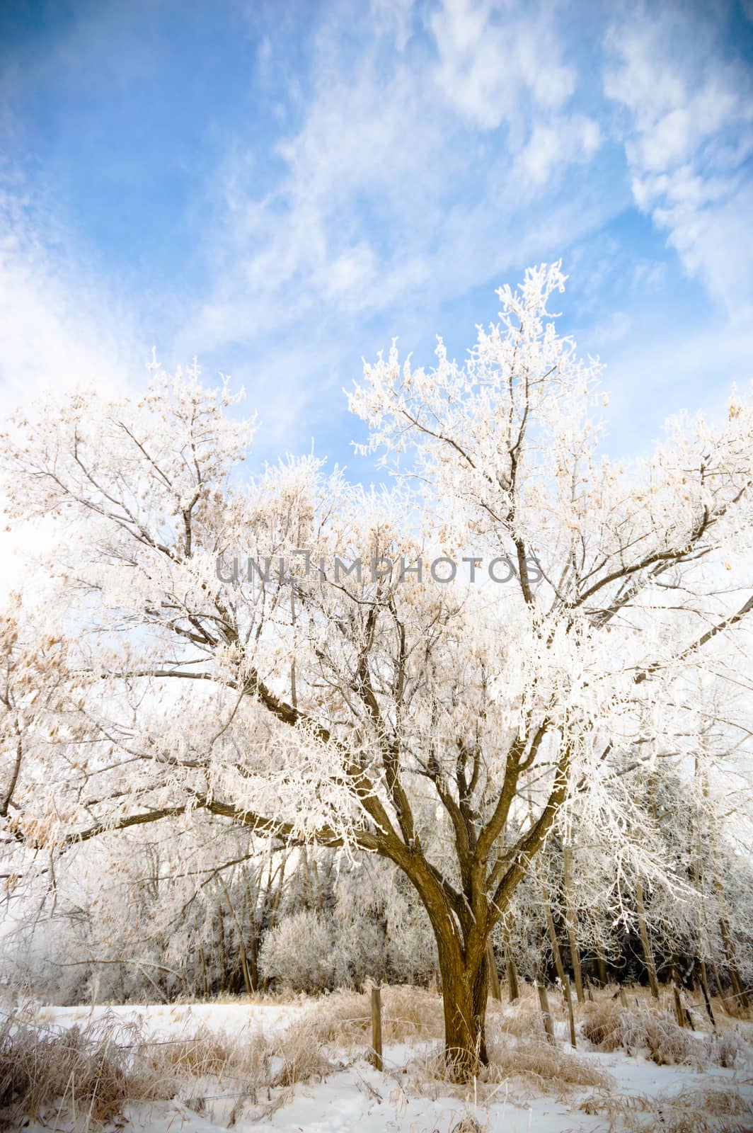 old big frozen tree on color background with blue sky