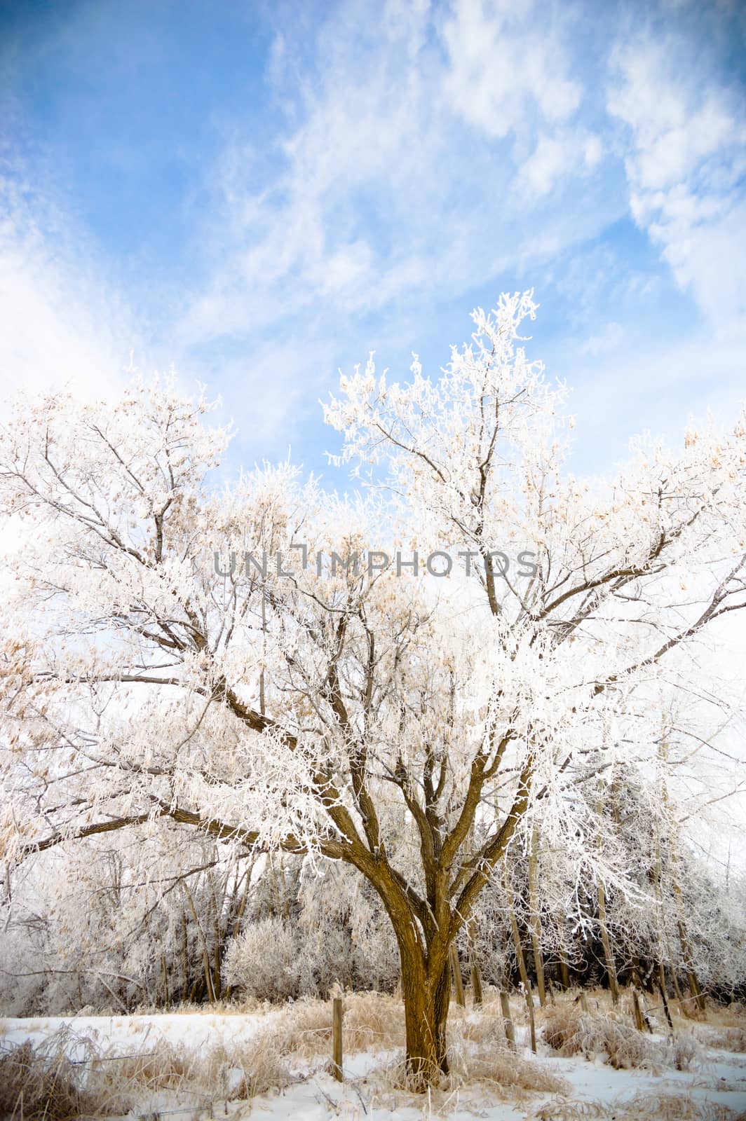 old big frozen tree on color background with blue sky