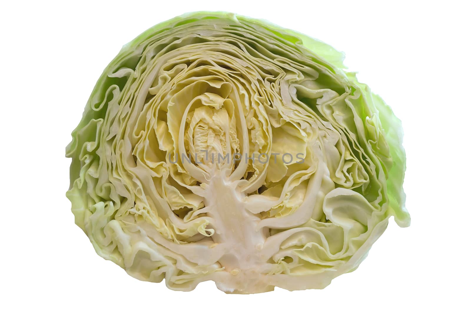 Cross Section of Cut Cabbage Head Closeup Macro Isolated on White Background