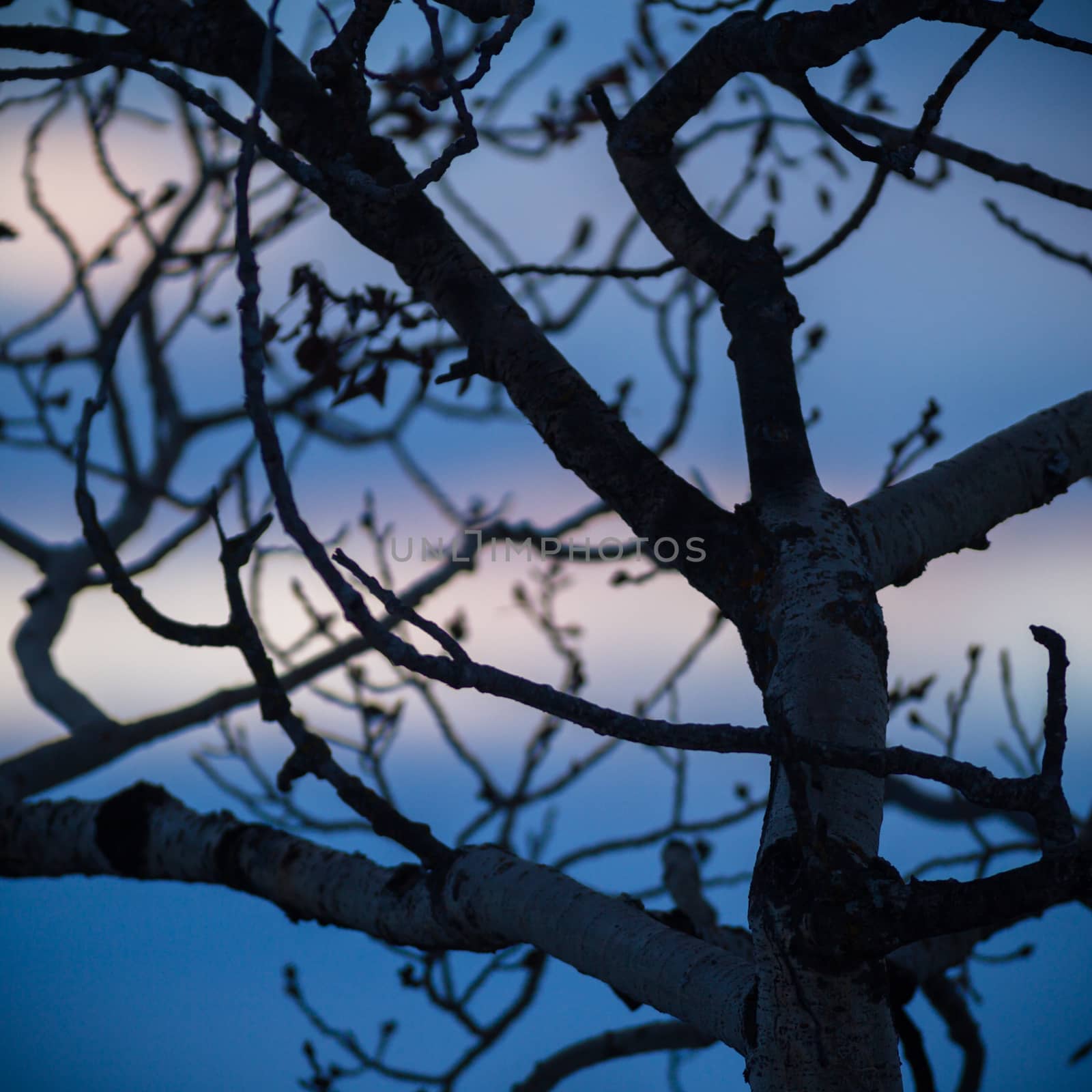 old tree  branches on color background with blue sky, nature series