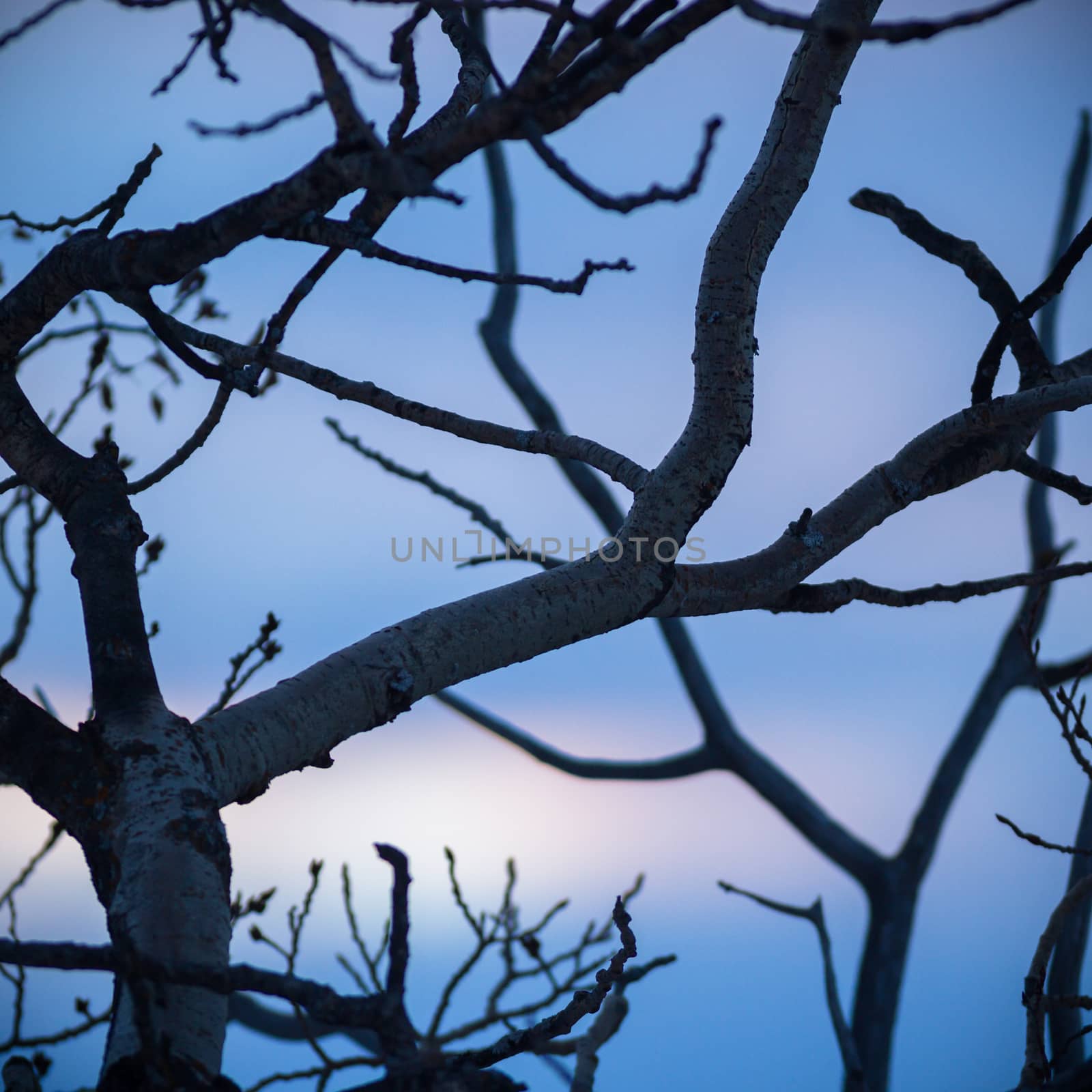 old tree  branches on color background with blue sky, nature series