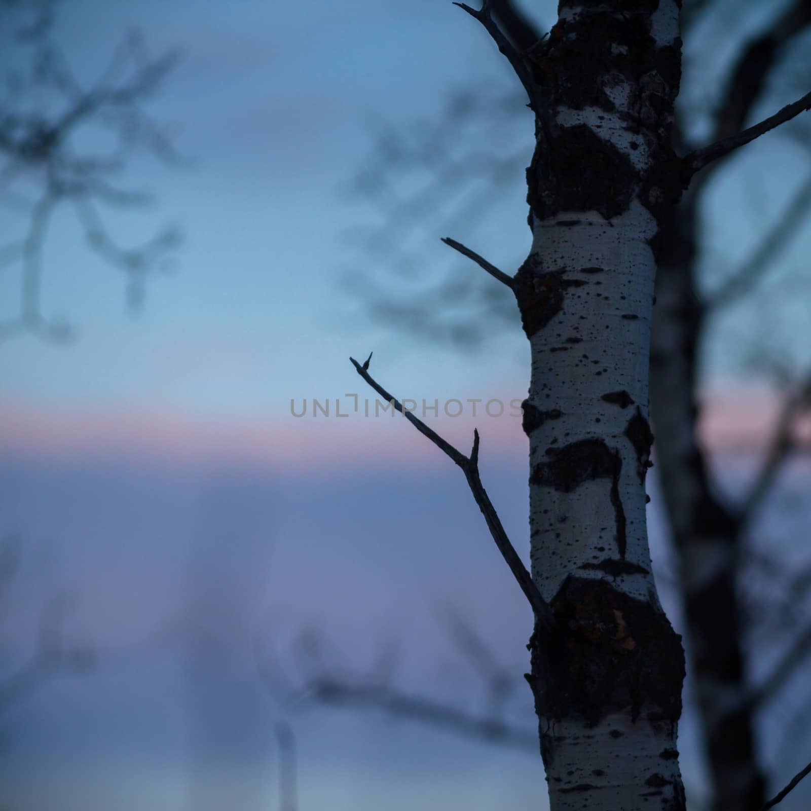 old tree  branches on color background with blue sky, nature series