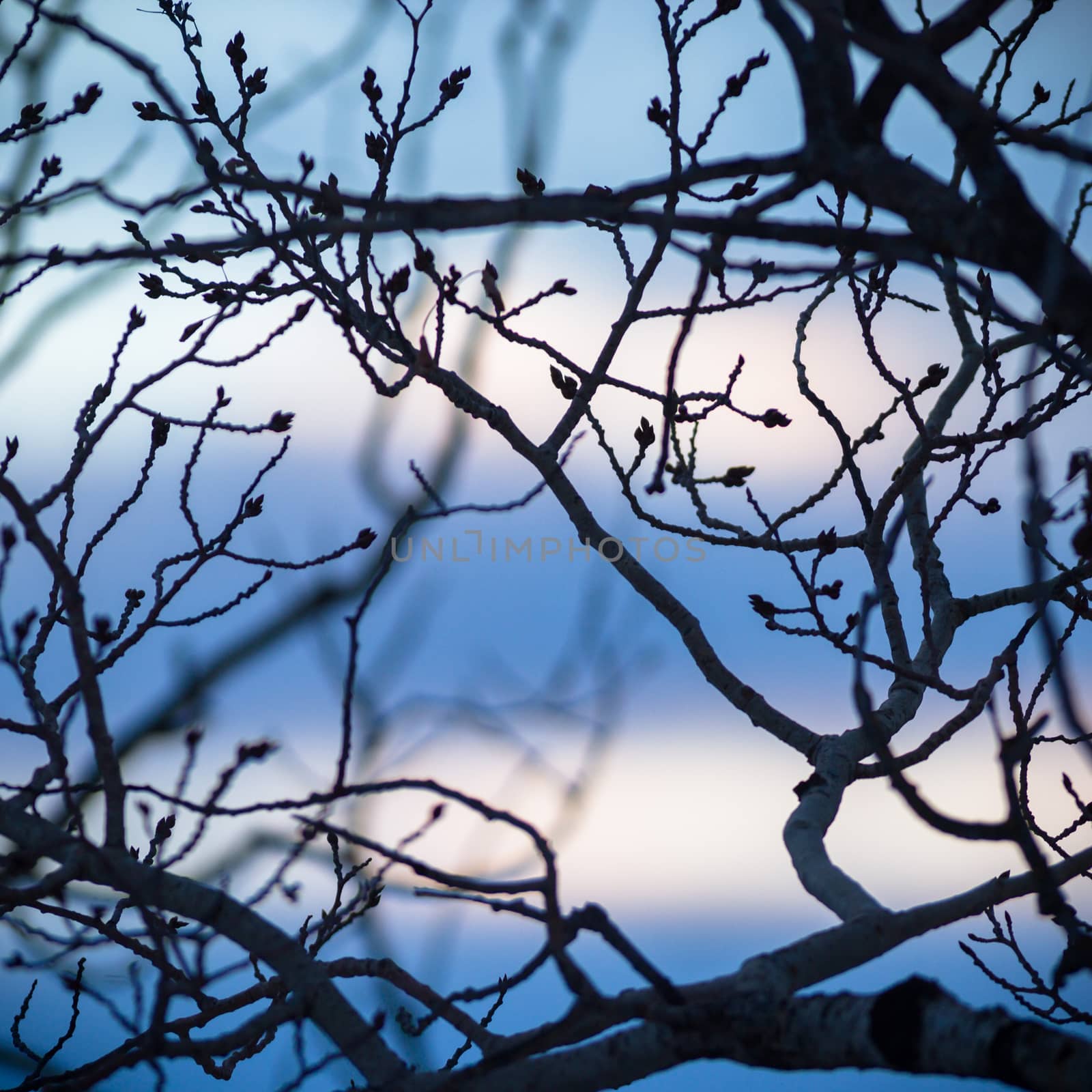 old tree  branches on color background with blue sky, nature series