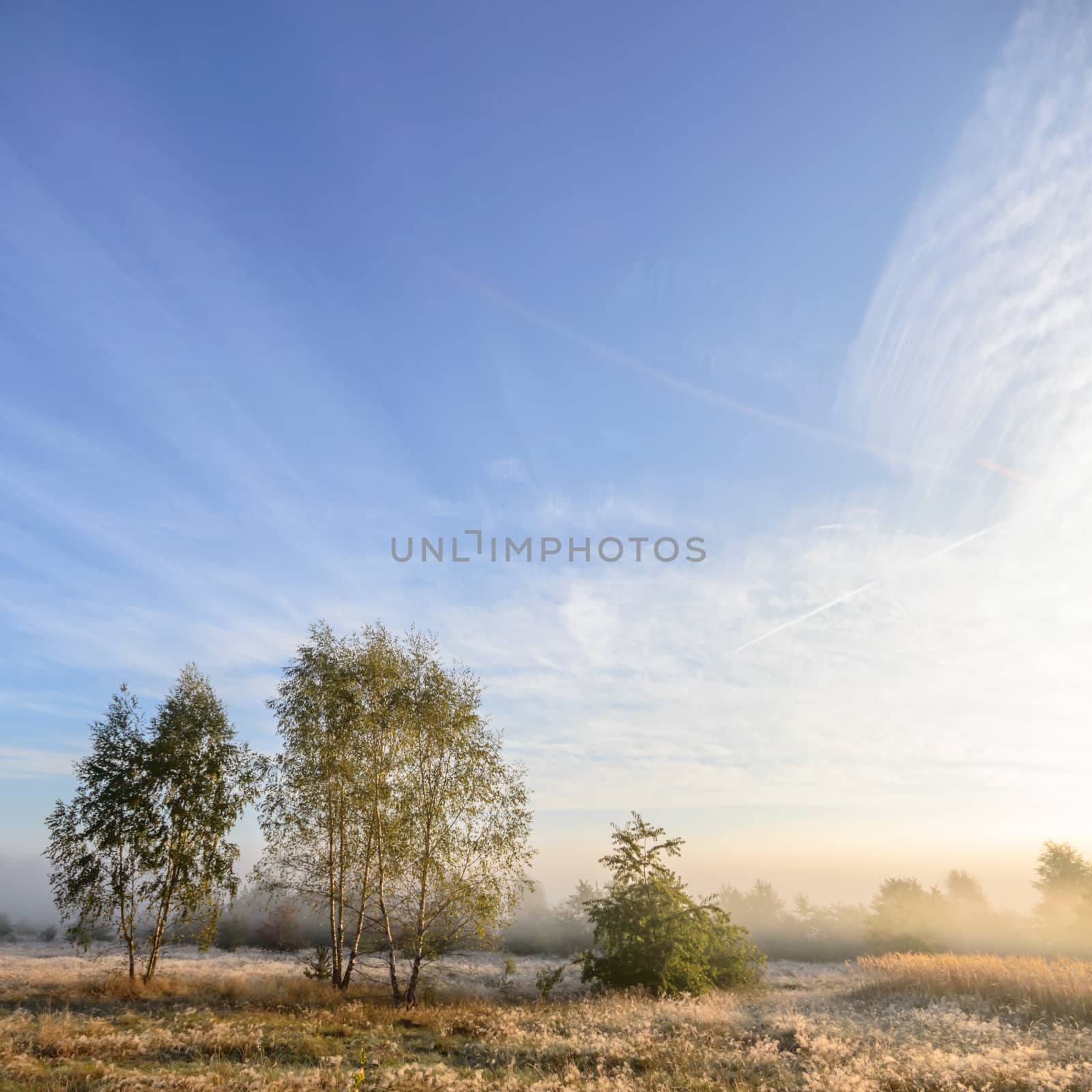 morning fog over a meadow, nature series
