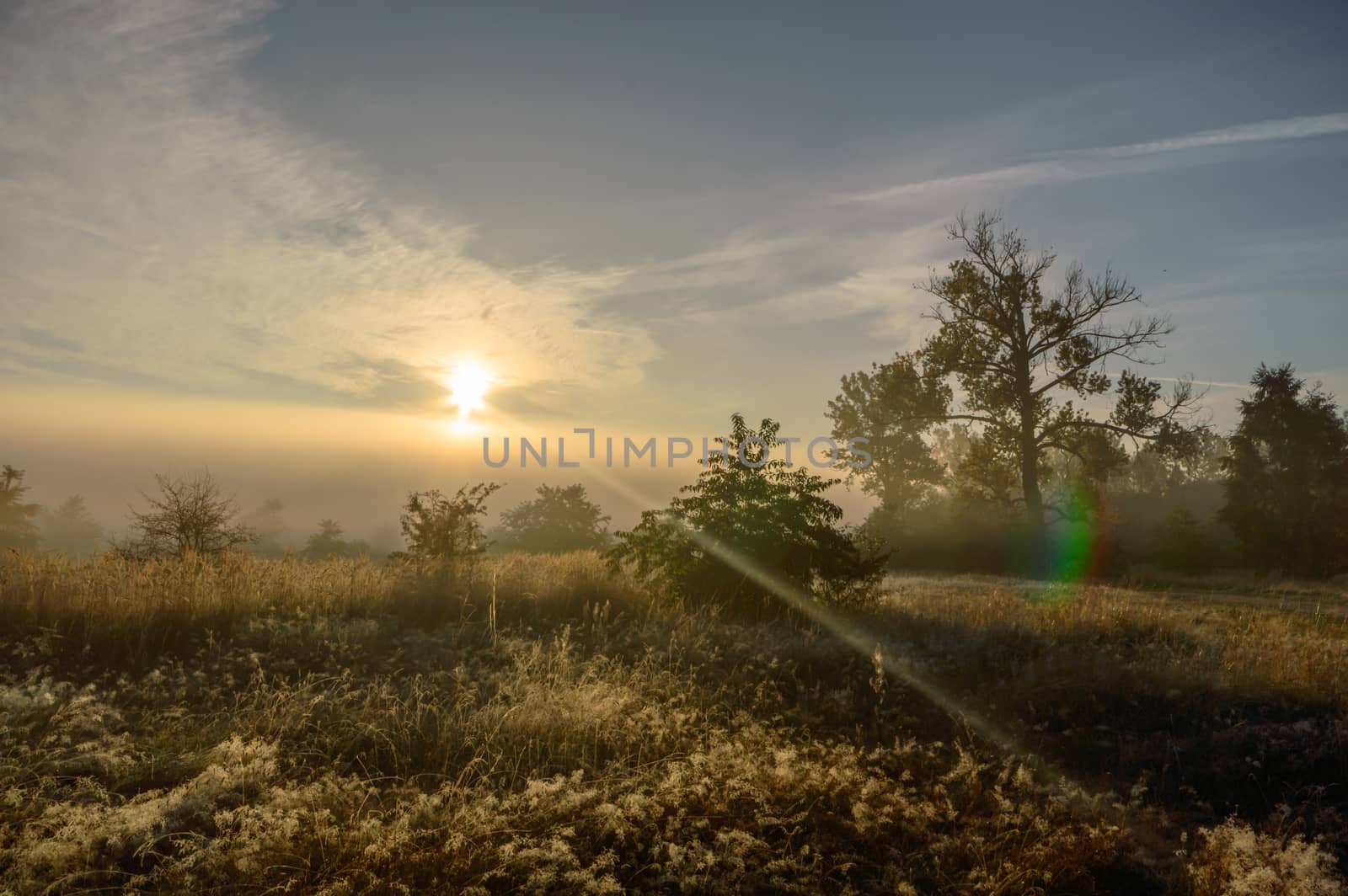 morning fog over a meadow, nature series