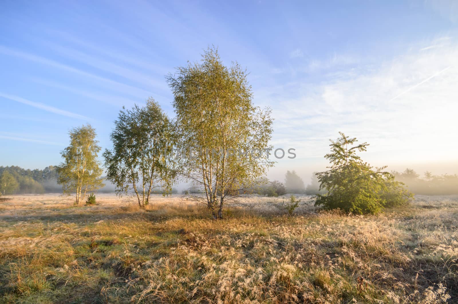 morning fog over a meadow, nature series