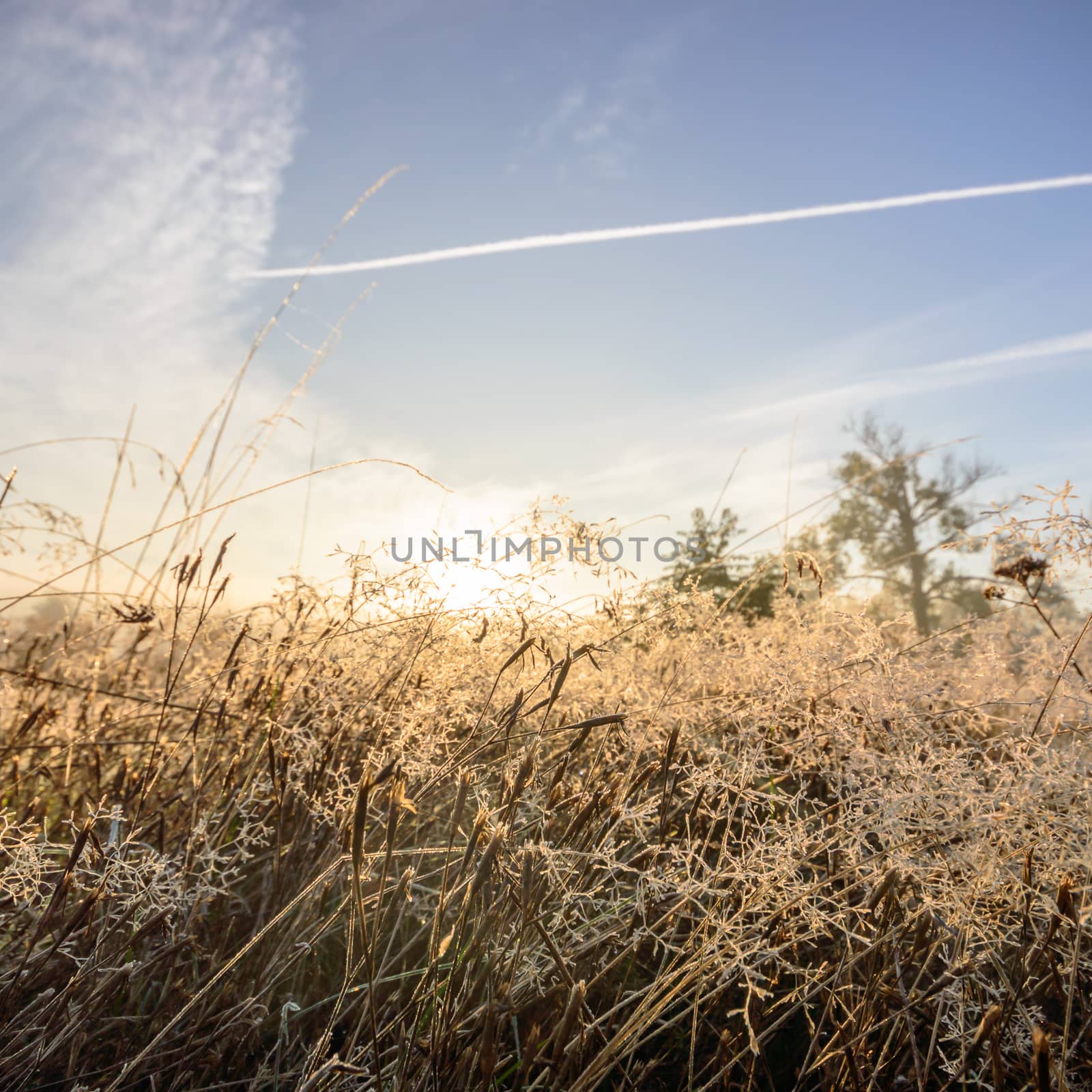 morning fog over a meadow, nature series