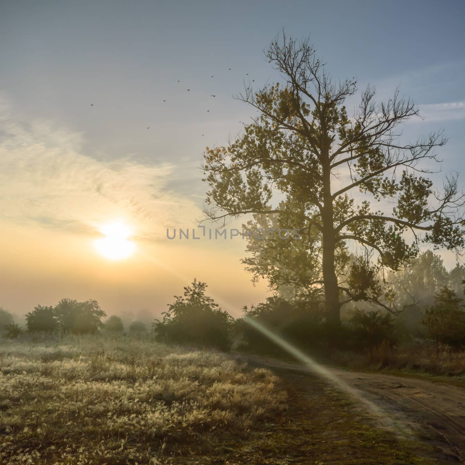 fog near lake by TSpider