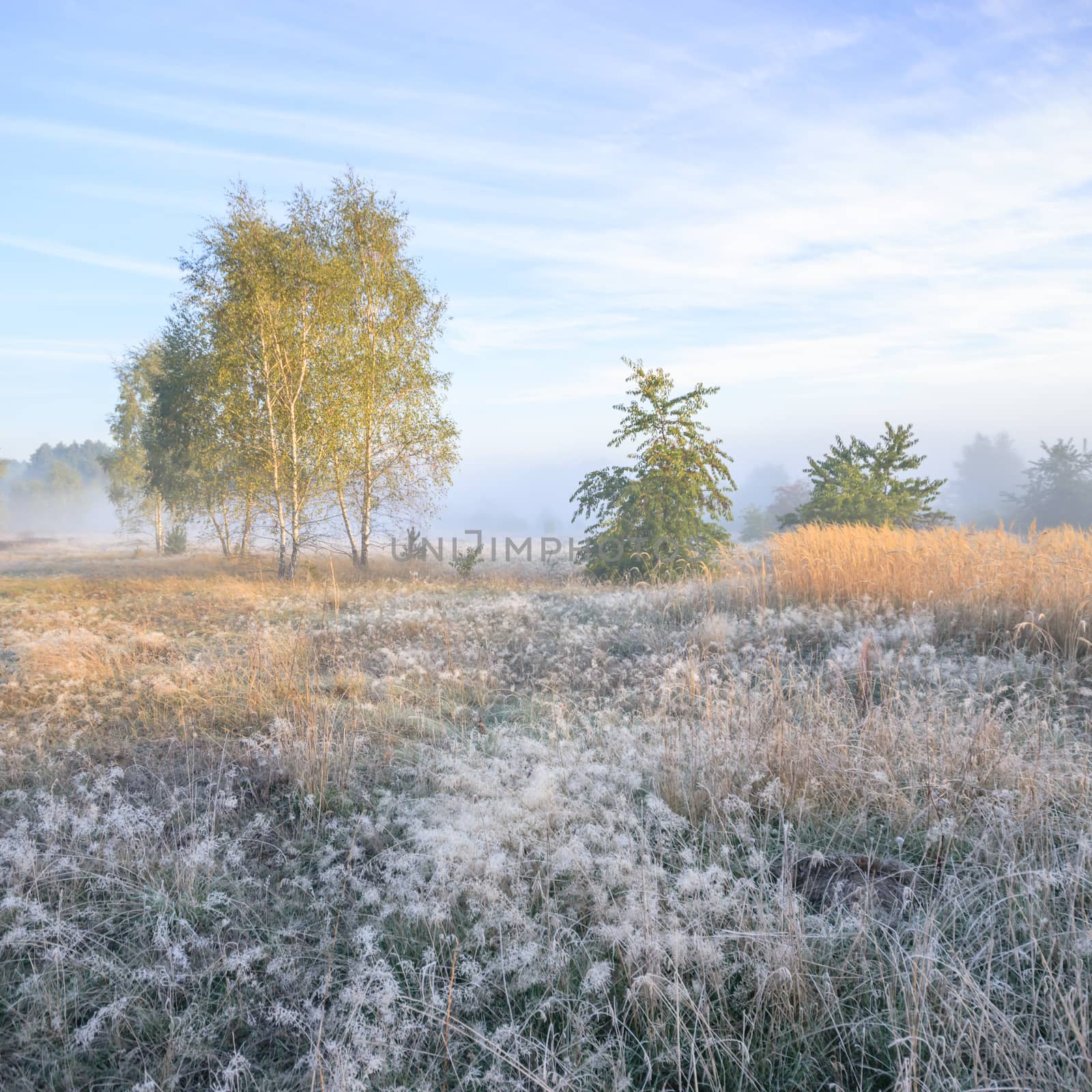 morning fog over a meadow, nature series