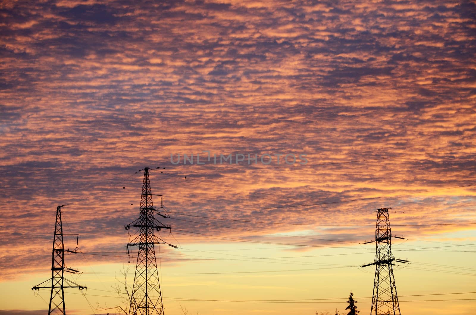 Dawn, sunrise with purple and orange sky, clouds. Skyscape with electric poles and cables.