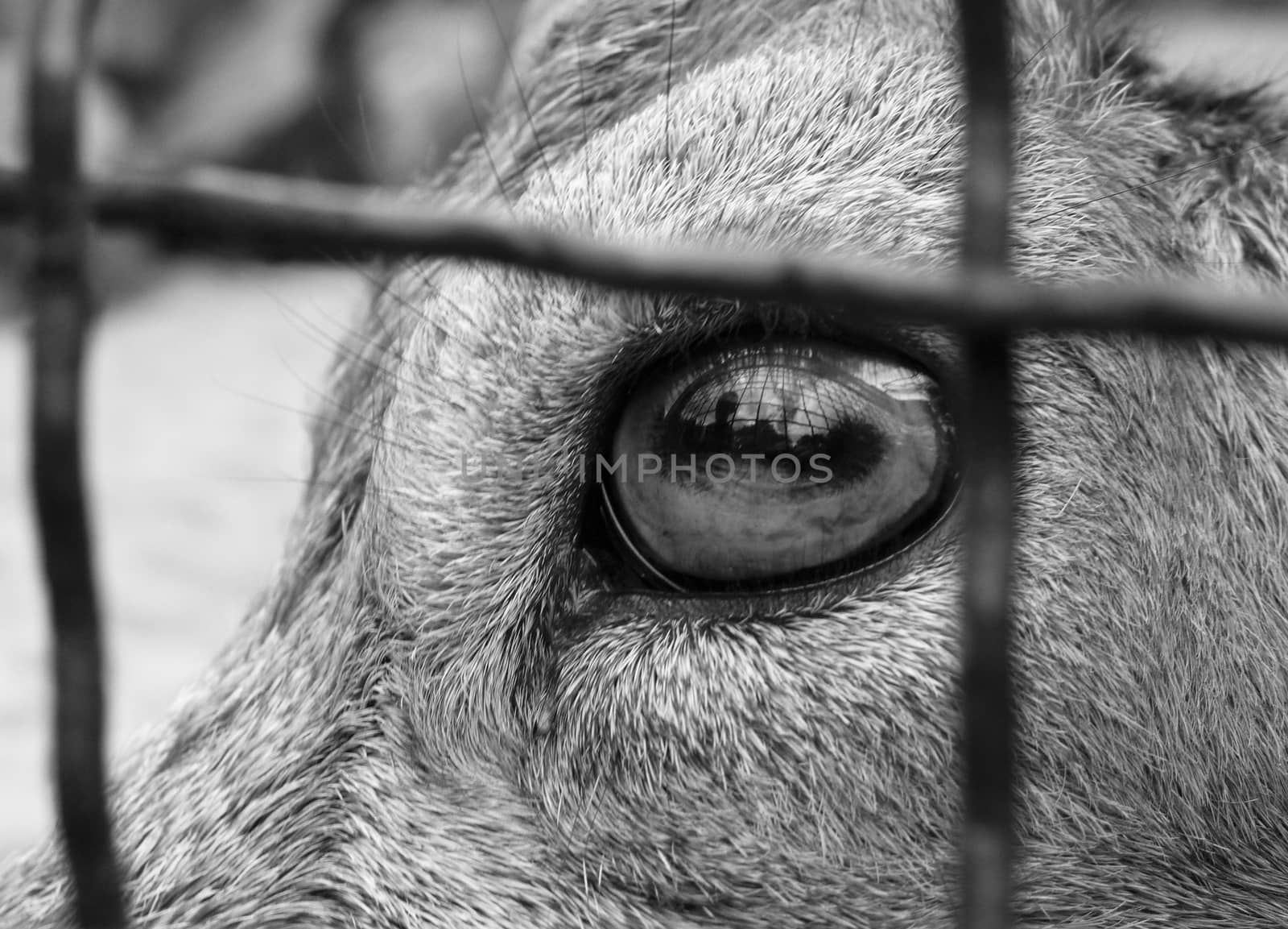 Sad eyes, animals are confined in a cage