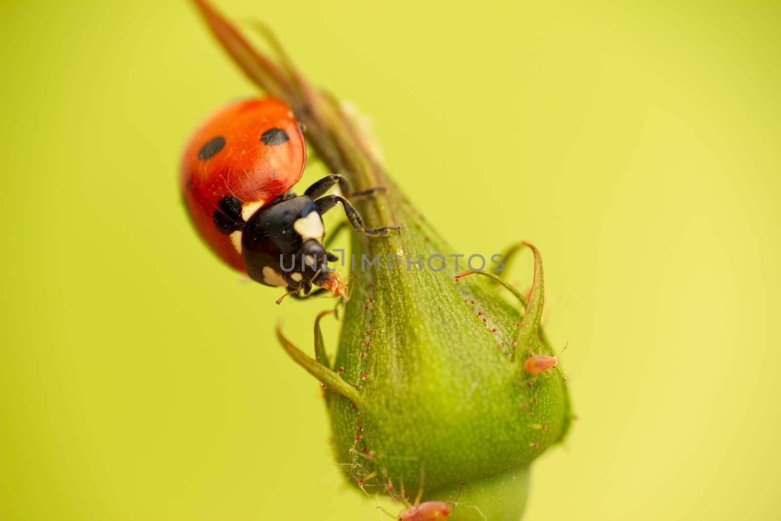 Ladybug attack aphids by Kidza