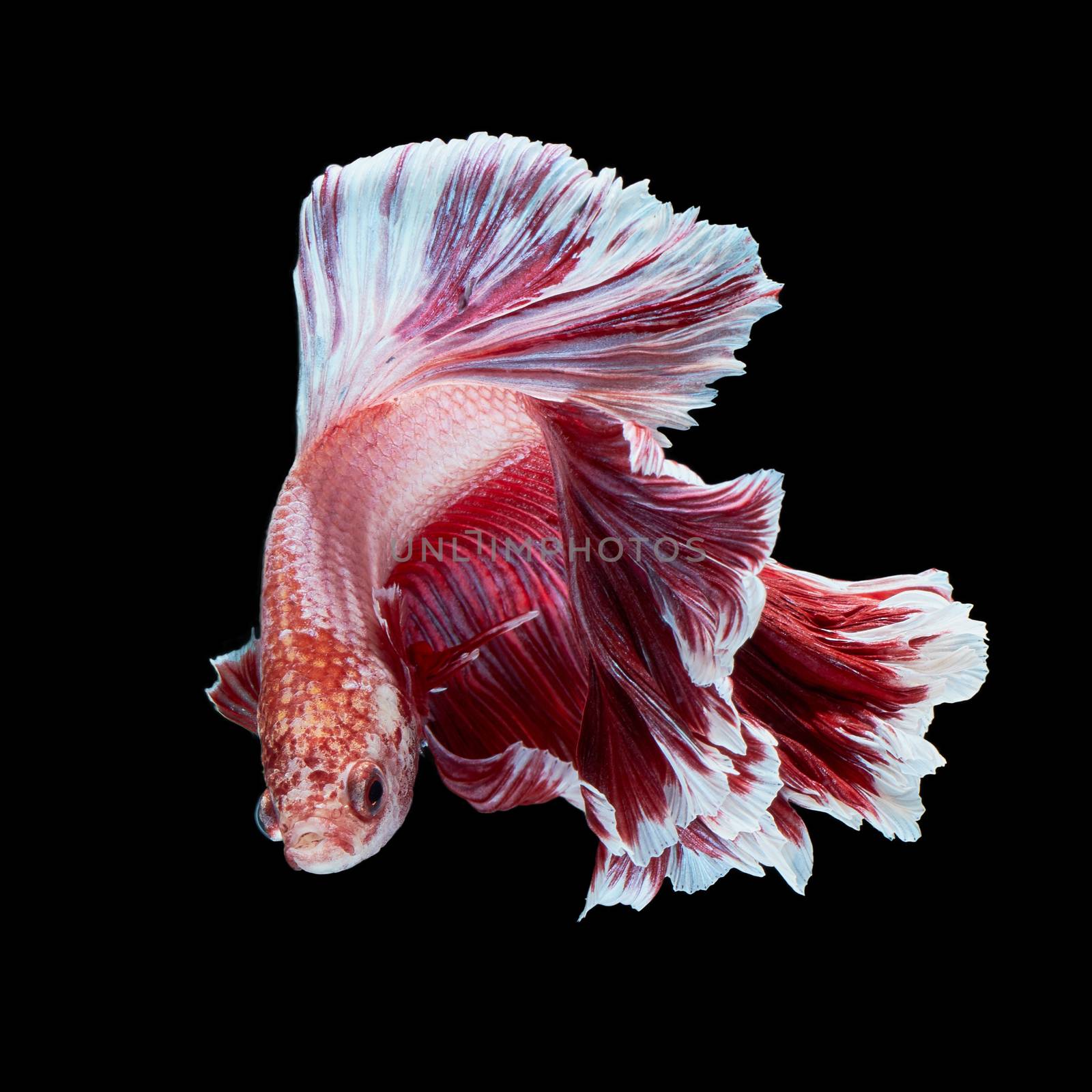 Betta fish, siamese fighting fish, betta splendens  isolated on black background