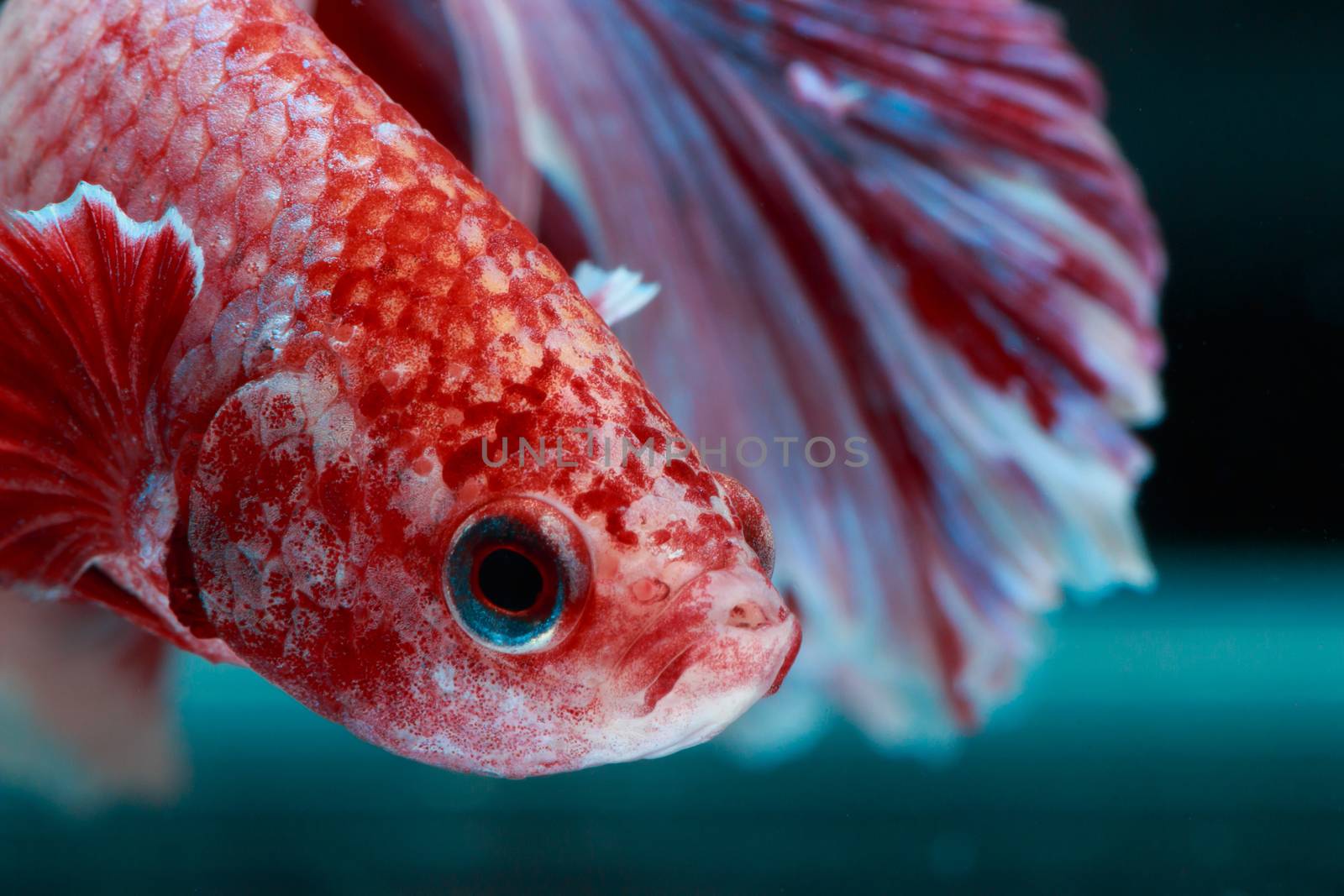 Betta fish by AEyZRiO