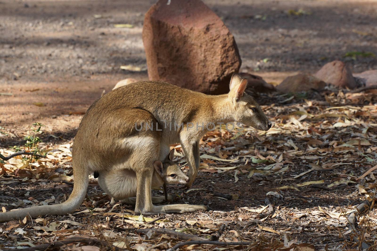 Wallaby with a joey in its pouch, Nitmiluk National Park, Australia