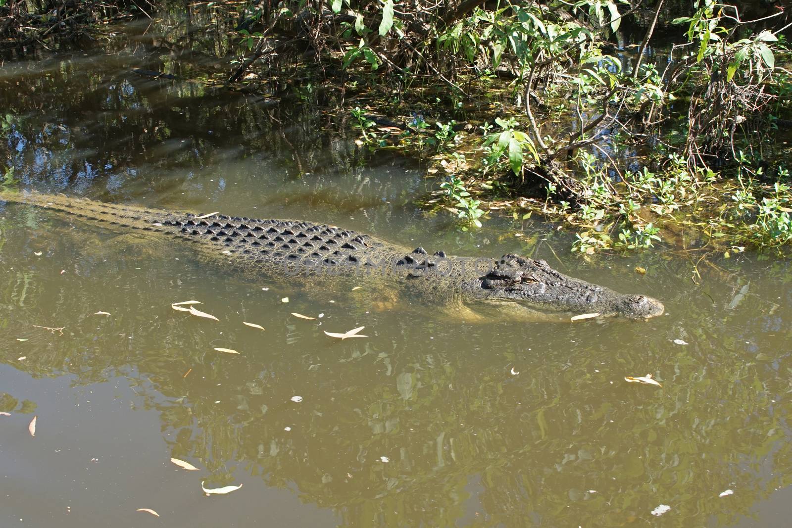 Saltwater Crocodile, Kakadu National Park, Australia