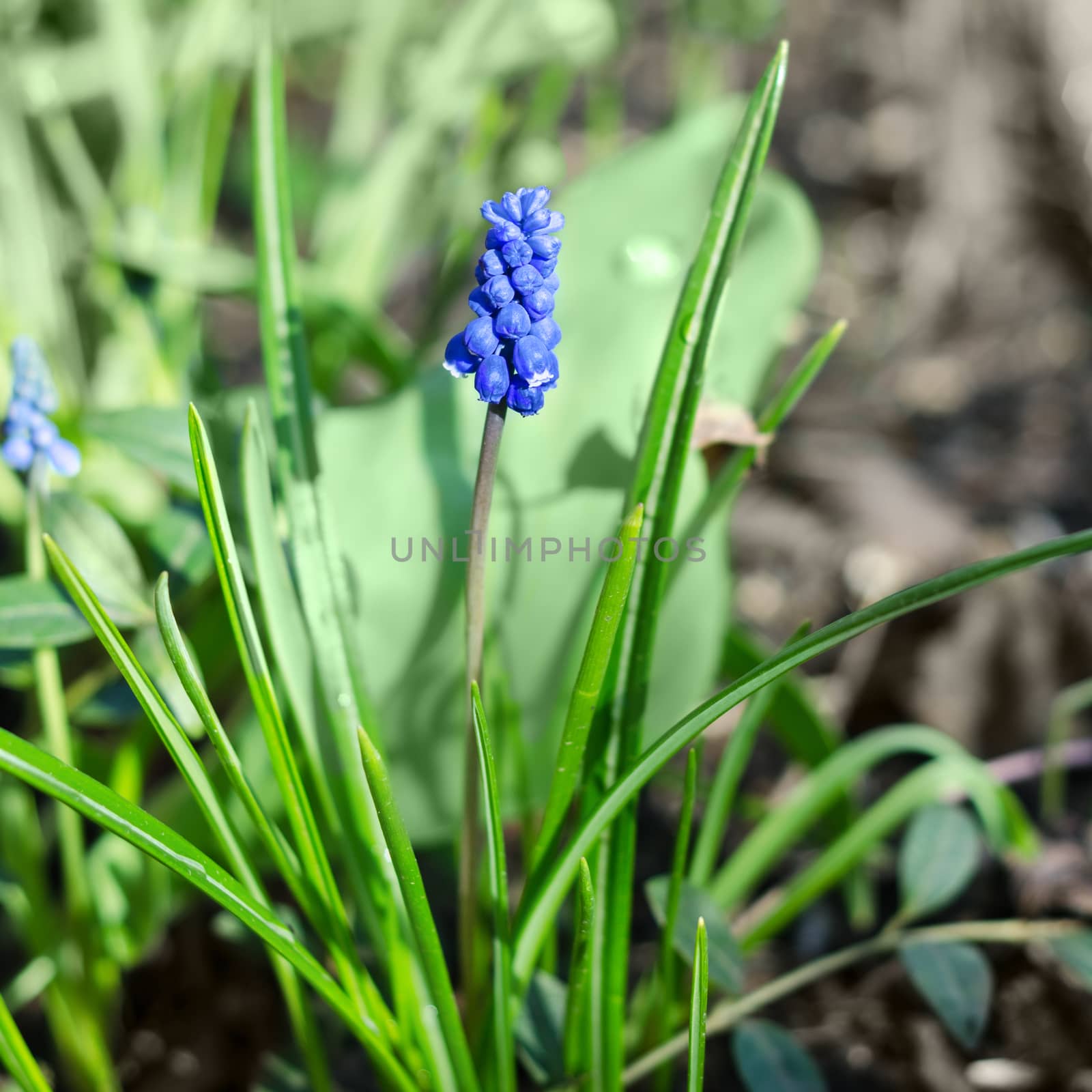 Muscari or murine hyacinth, spring snowdrop in the garden.