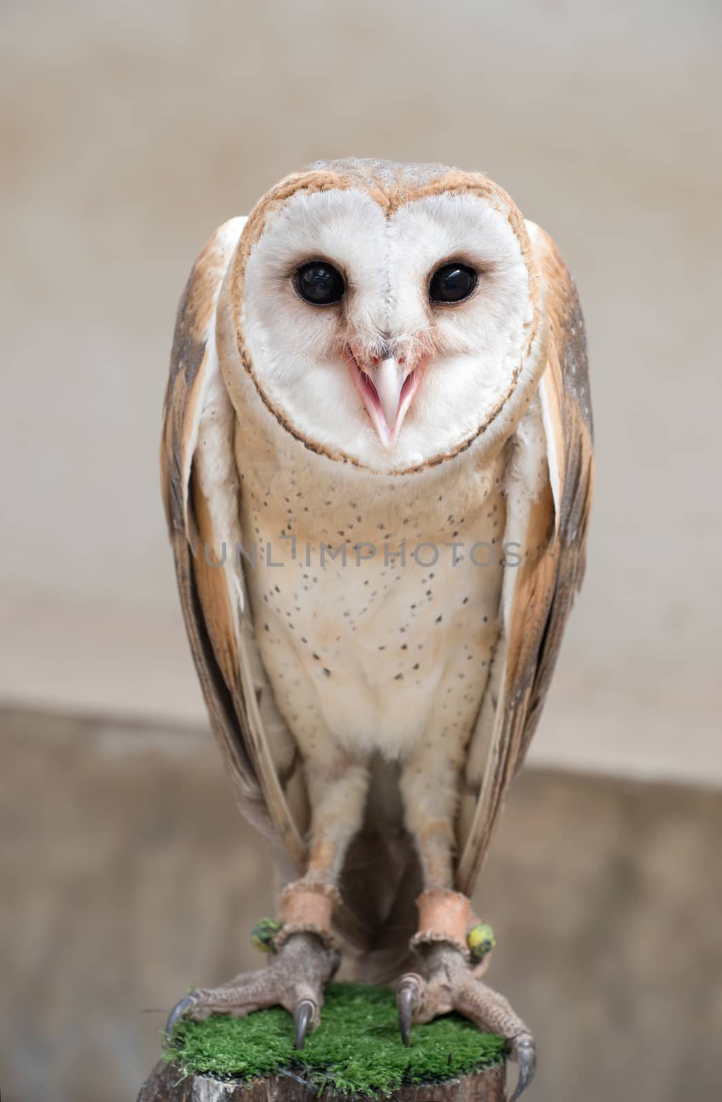 common barn owl ( Tyto albahead ) close up