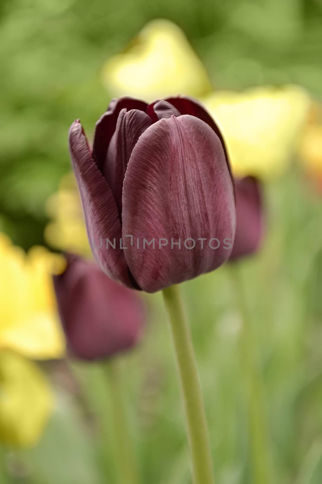 Dark garden Tulip, bloomed in the spring. by Gaina