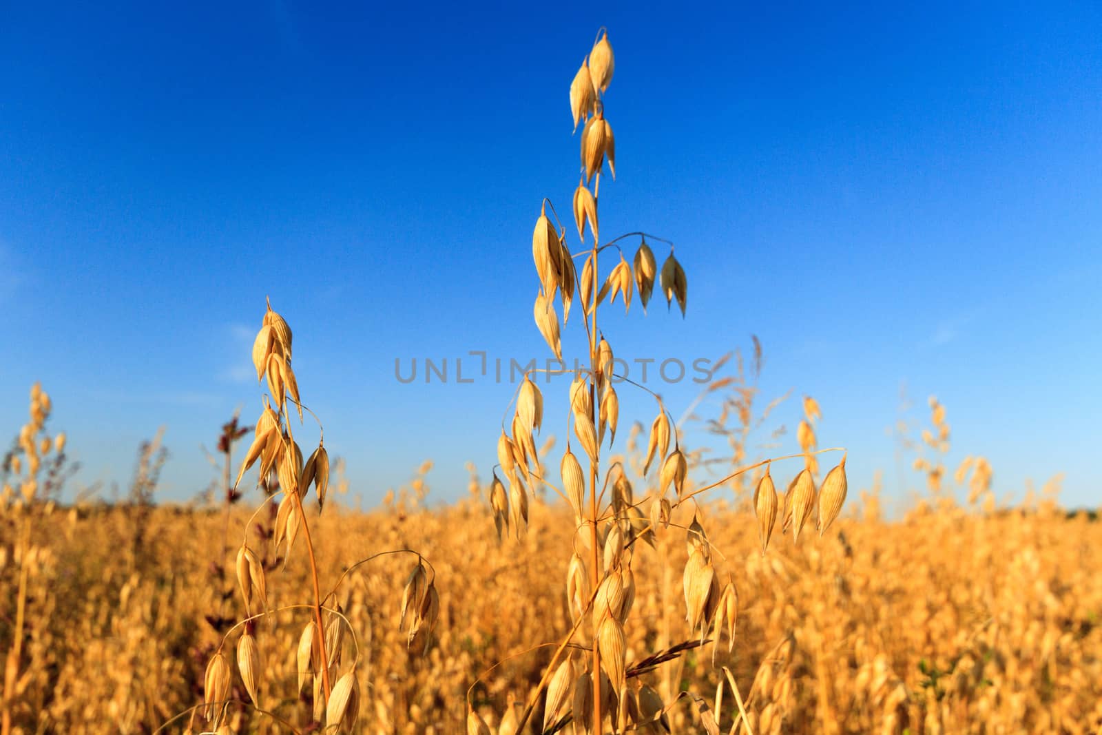 field of golden wheat and blue sky, agricultural field