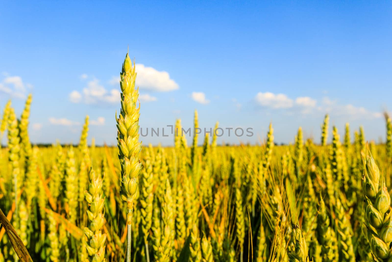 green spring grains, close up of yellow wheat ears on the field