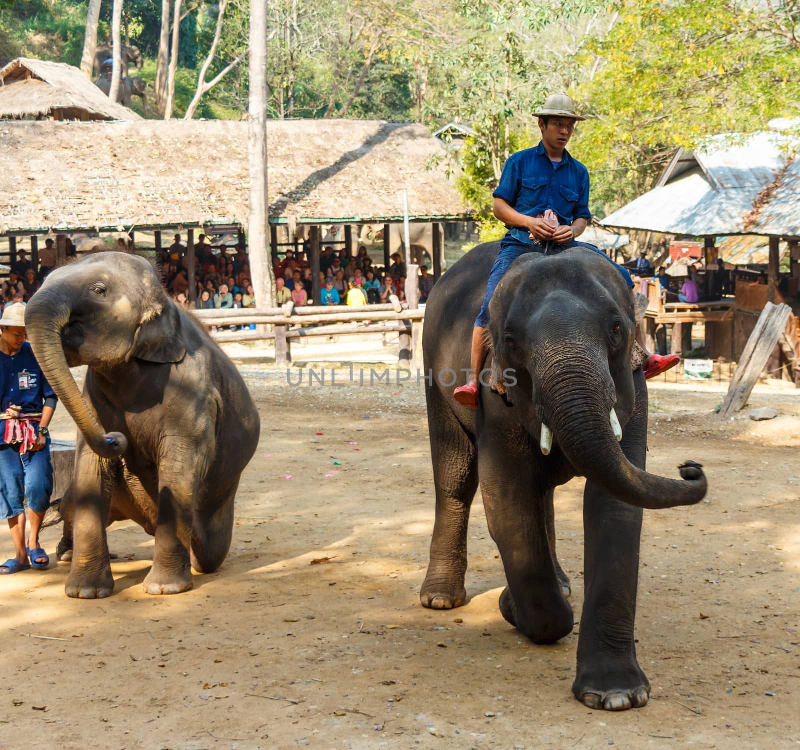 Chiangmai ,Thailand - February 20 : mahout ride elephant and elephant is dancing on February 20 ,2016 at Mae Sa elephant camp ,Chiangmai ,Thailand