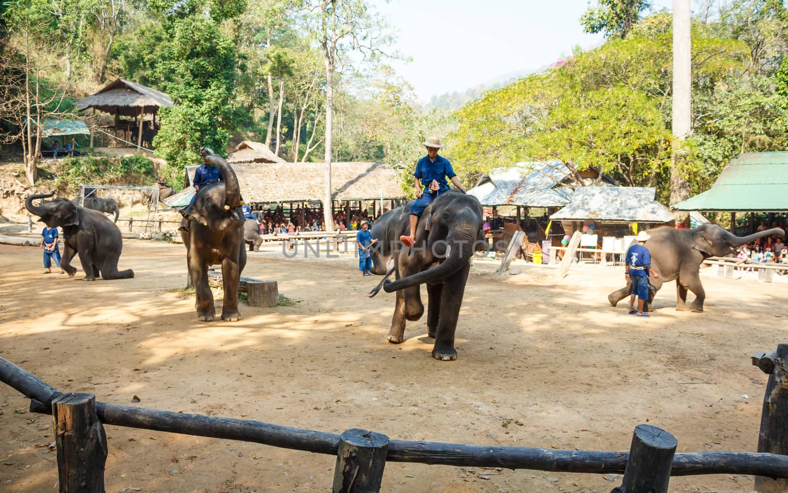 Chiangmai ,Thailand - February 20 : mahout ride elephant and elephant is dancing on February 20 ,2016 at Mae Sa elephant camp ,Chiangmai ,Thailand