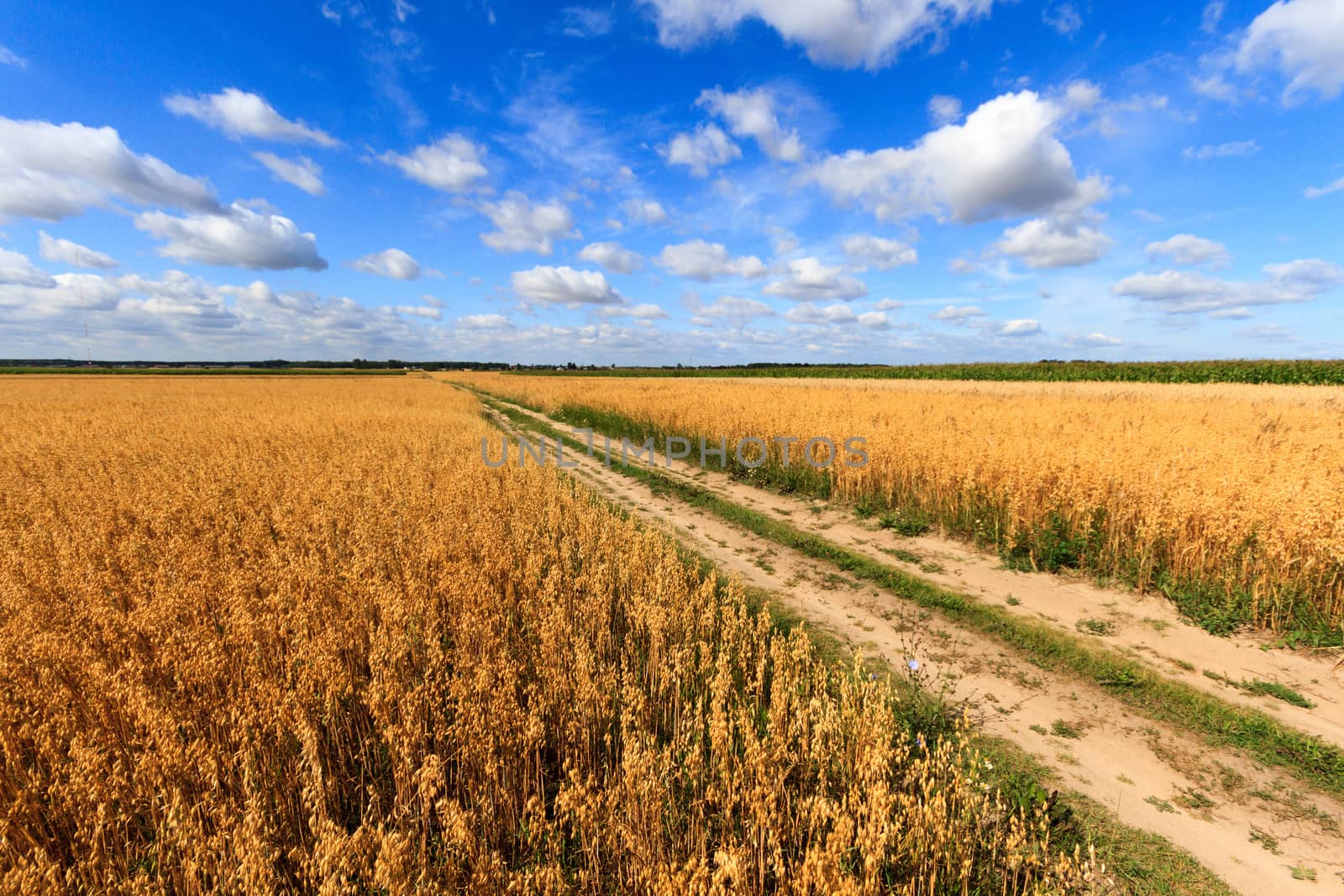 field of golden wheat and blue sky, agricultural field