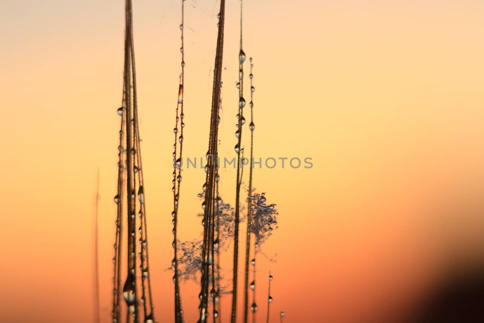 field of golden wheat and blue sky, agricultural field