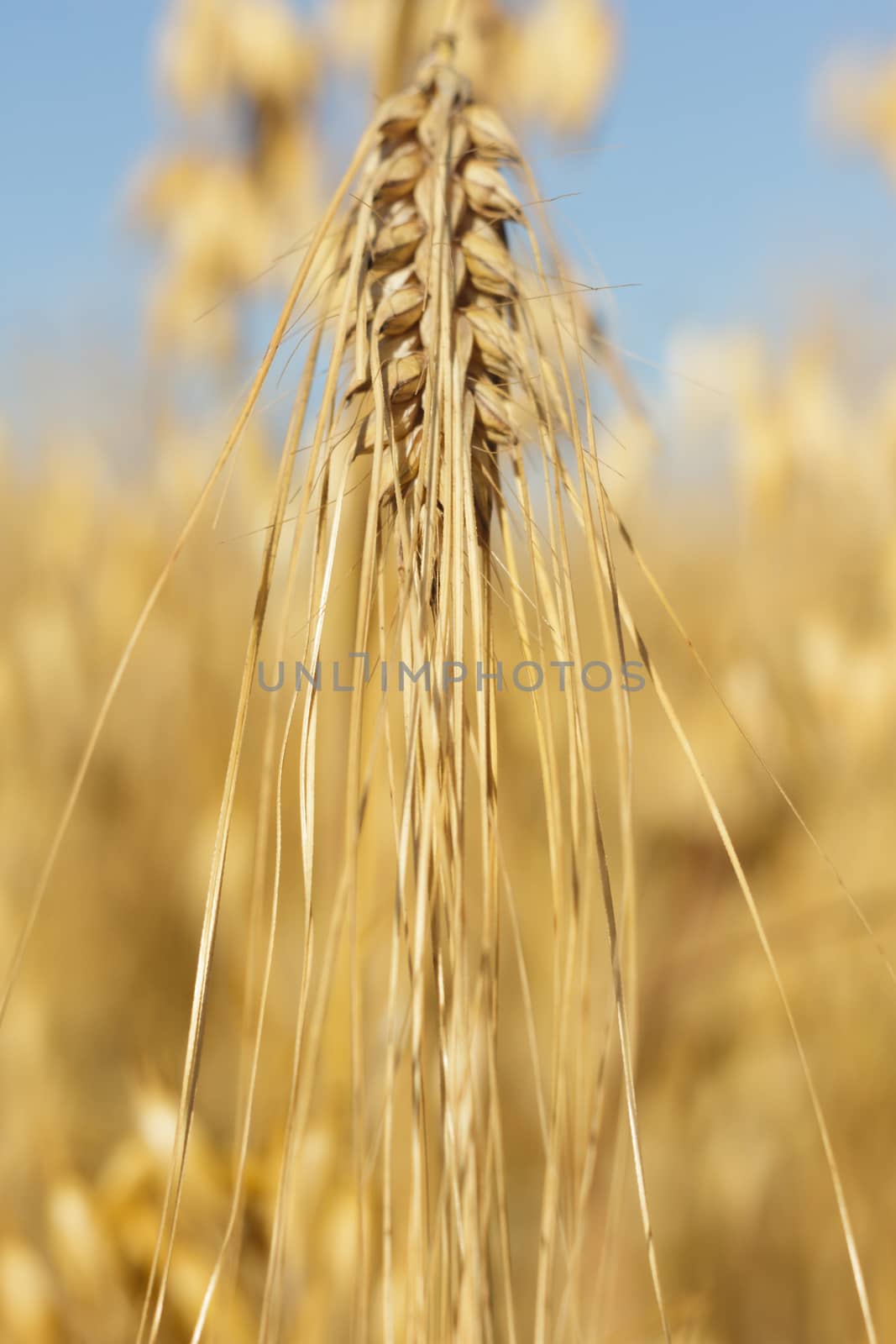 wheat by TSpider