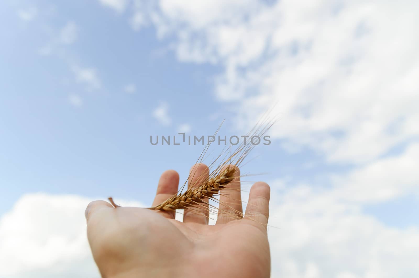 wheat on hand and blue sky, nature series