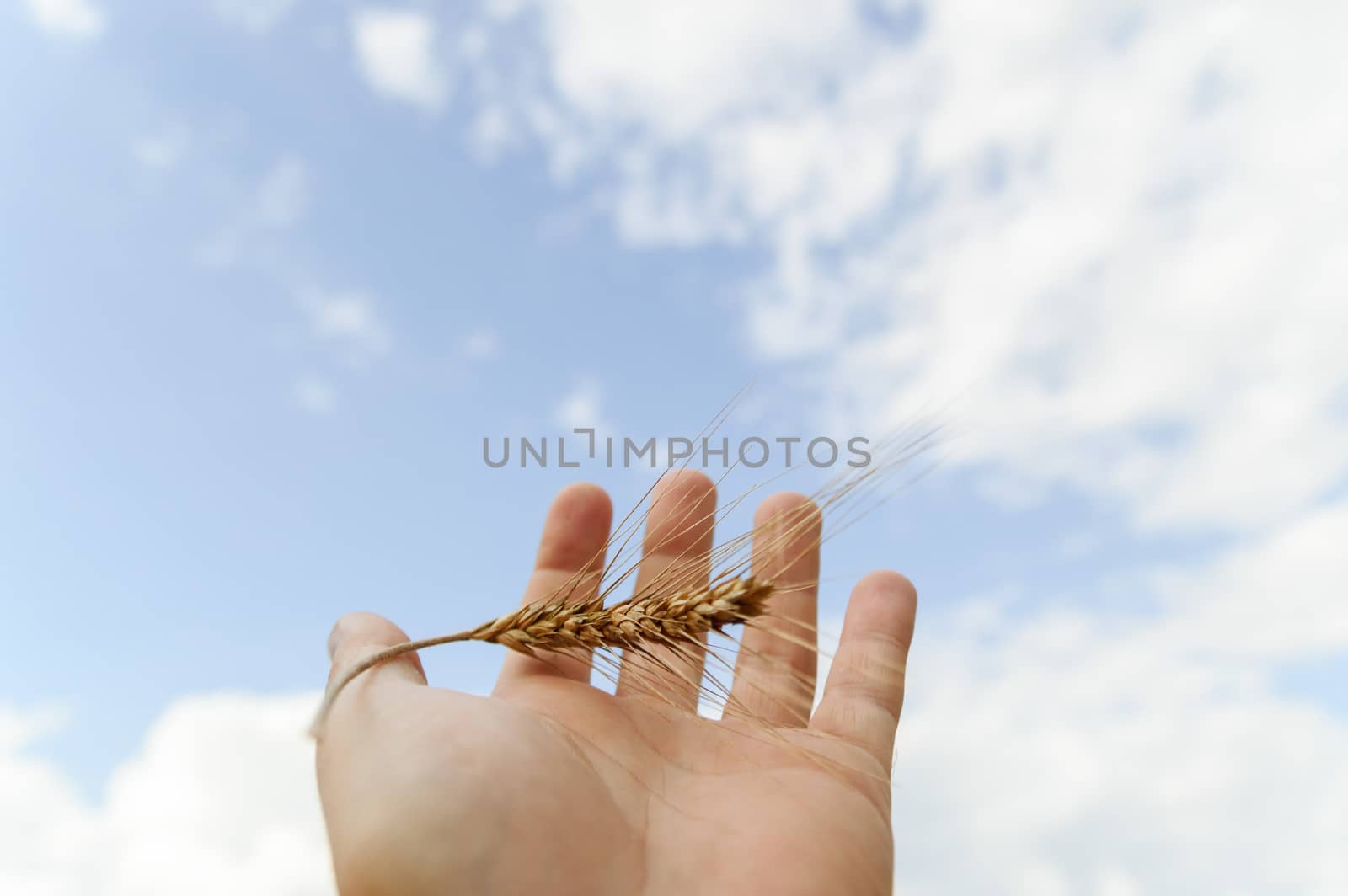 wheat by TSpider