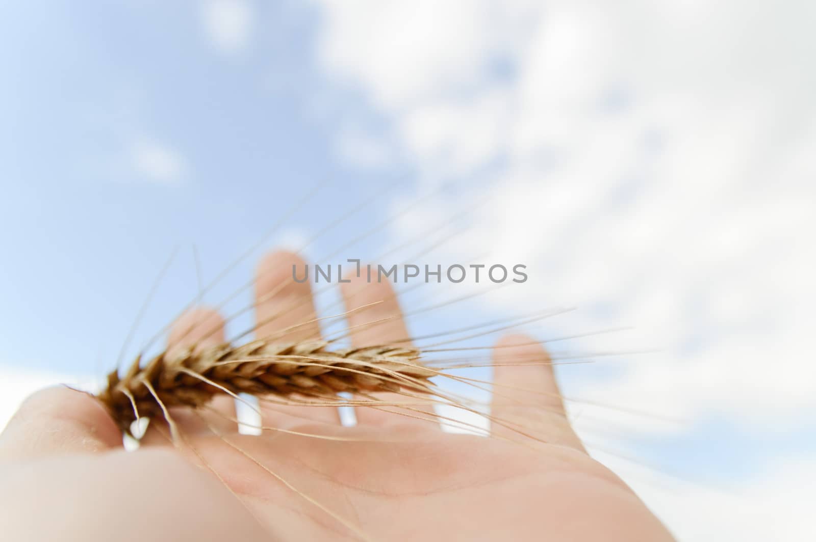 wheat on hand and blue sky, nature series