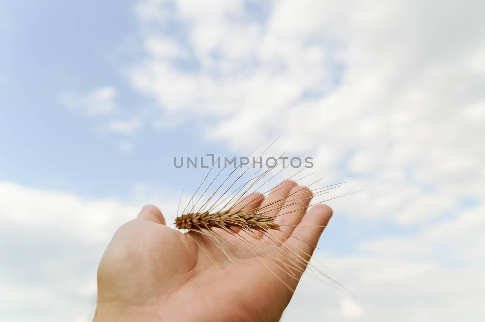 wheat on hand and blue sky, nature series