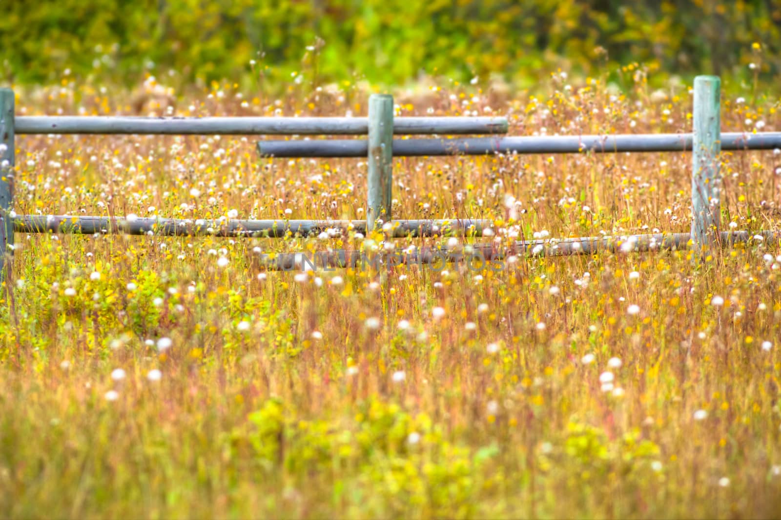 wild plant by TSpider