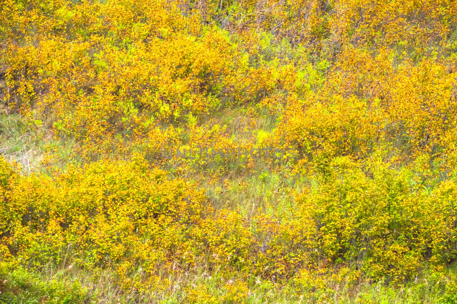 plants for natural background, nature series