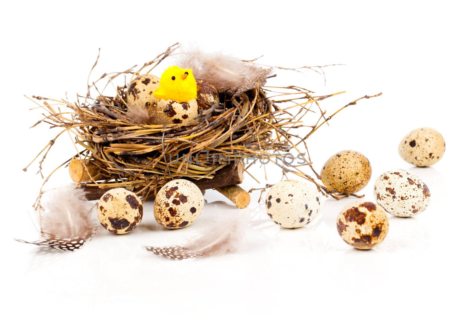 easter decoration on white background with quail eggs, with space for text