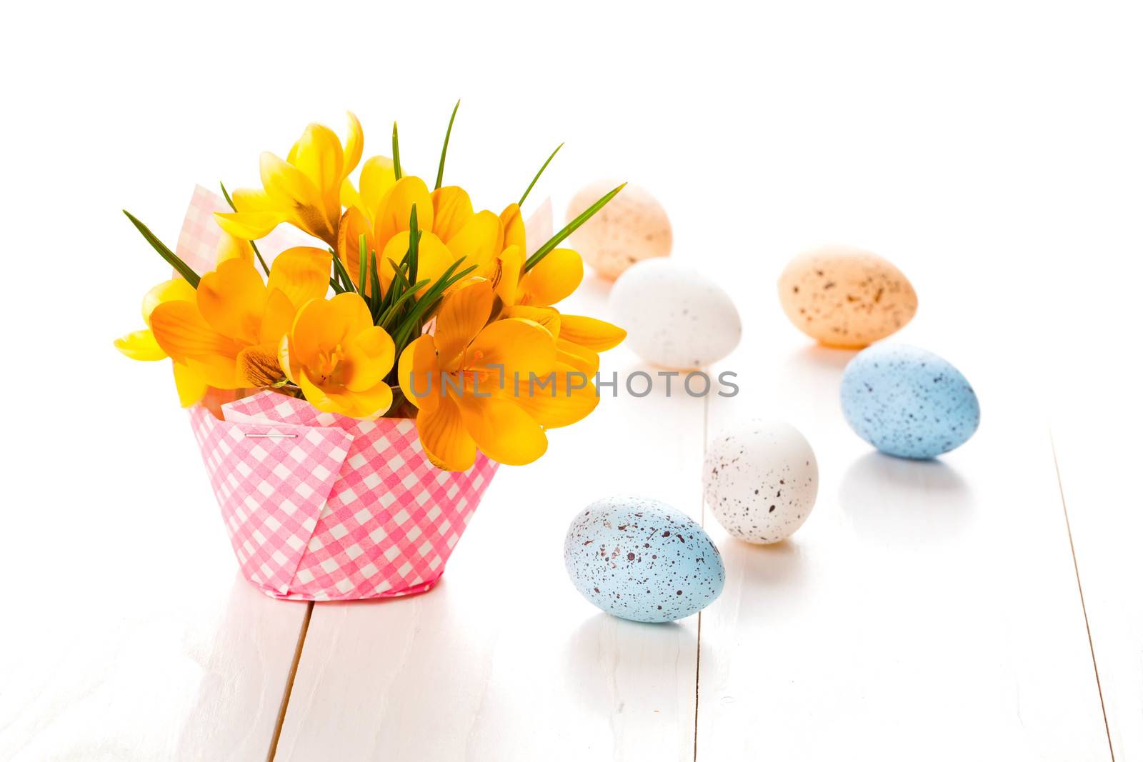 crocus flowers on white wooden background, spring decoration wit by motorolka