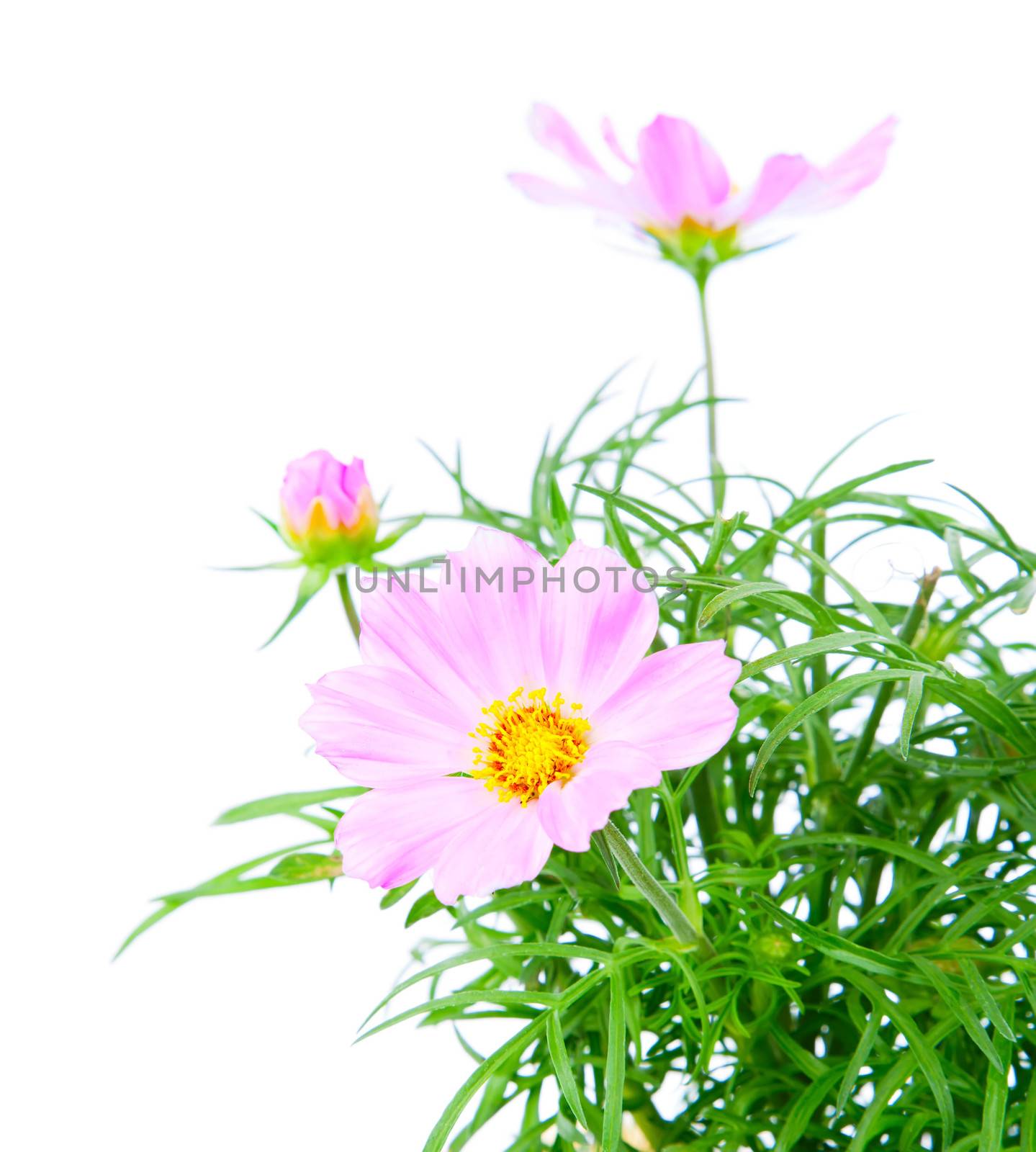 Cosmos Flower isolated on white background by motorolka