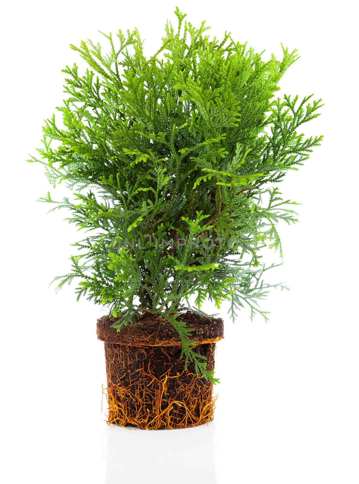 Thujopsis is a conifer in the cypress family Cupressaceae, with roots isolated on white background