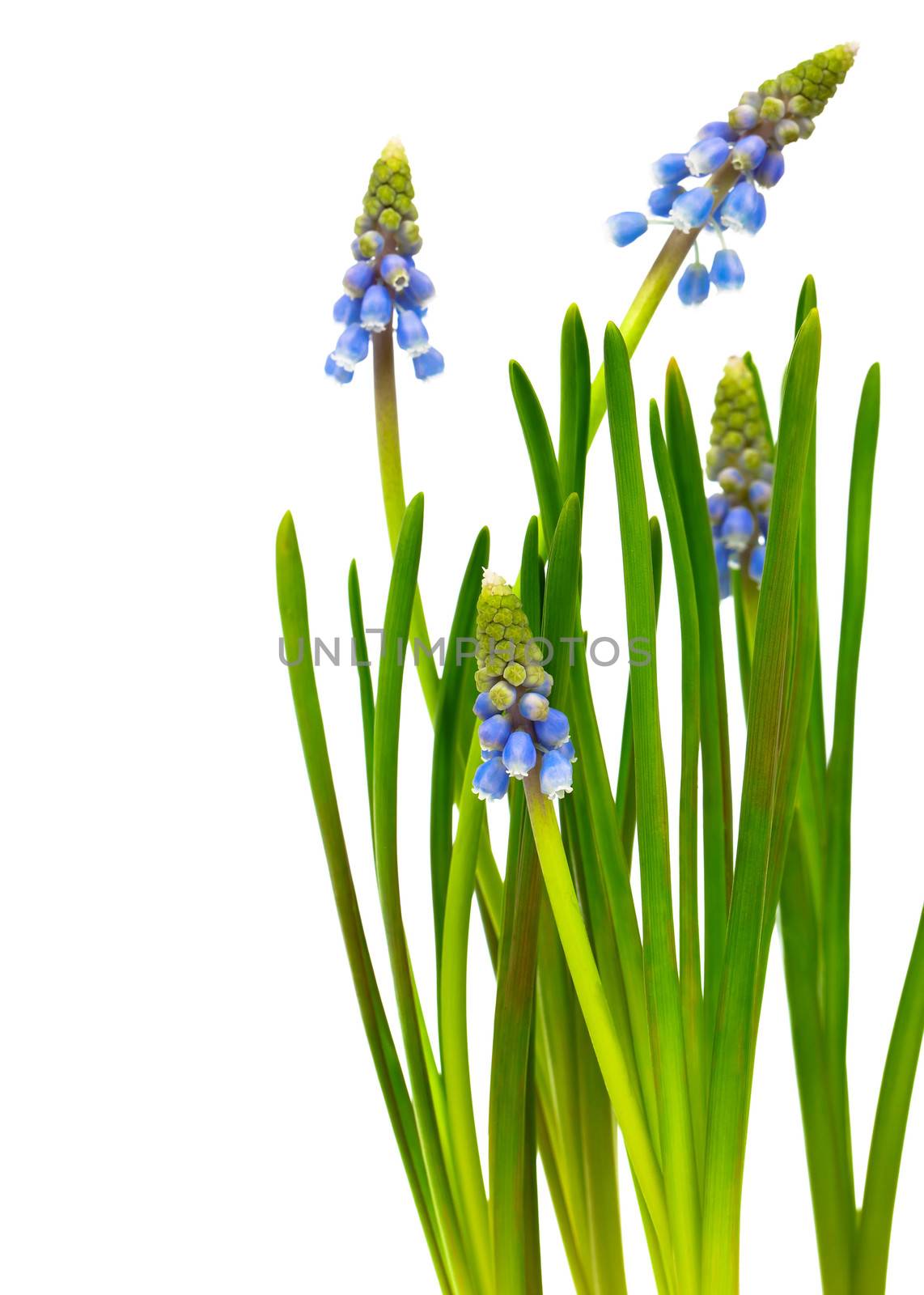 Bluebells flower (Grape Hyacinth, Muscari armeniacum)