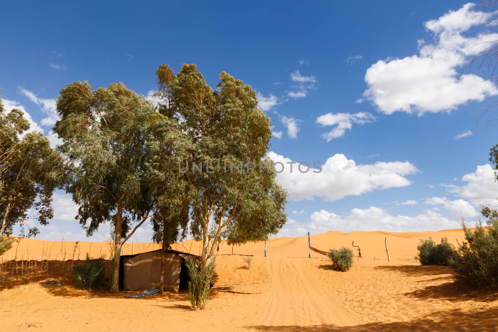 green trees in oasis in the Sahara desert